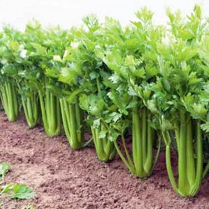 Céleri biologique