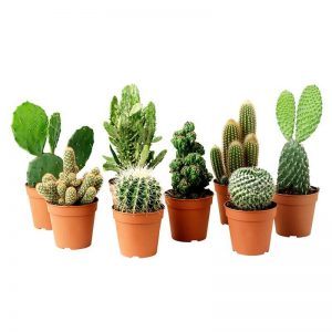 Cactus exotiques