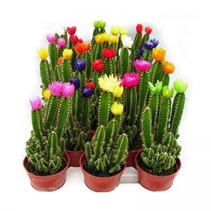 Cactus fleurs de paille