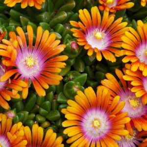 DELOSPERMA FIRE SPINNER