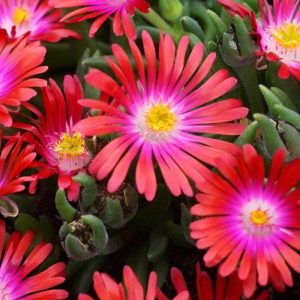 DELOSPERMA PINK WONDER