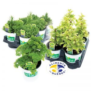 Fines herbes Iplant