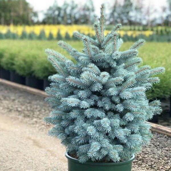 PICEA BABY BLUE