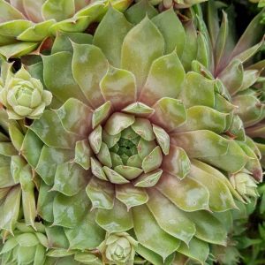 Sempervivum nelda