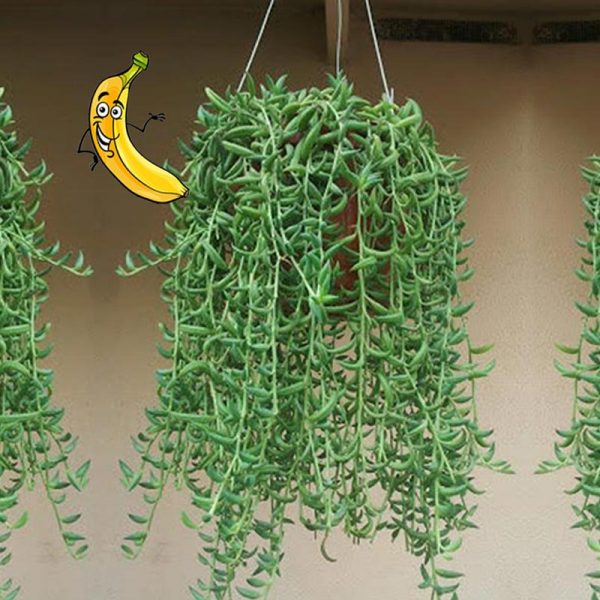 Plante bananes senecio