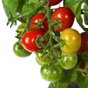 PLANTS DE TOMATES CERISES BIOLOGIQUES