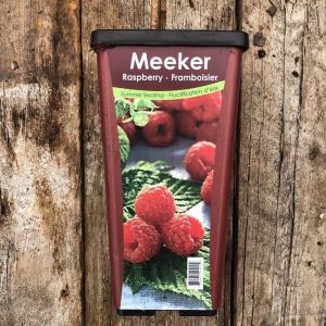 Framboisier Meeker raspberry