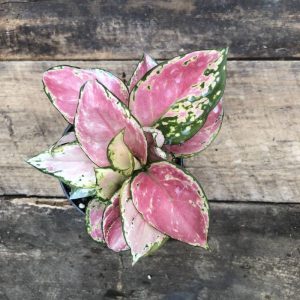 Aglaonema Lucky Red