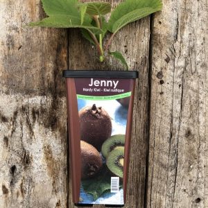 Kiwi Jenny