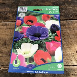 anemone the caen bulbe