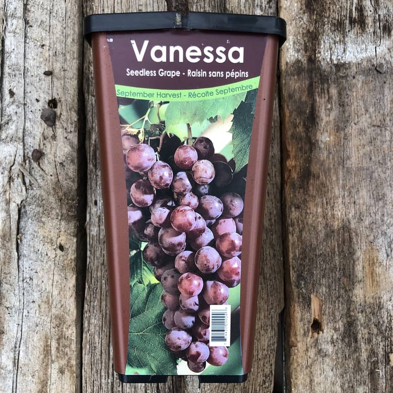 Raisin Vanessa