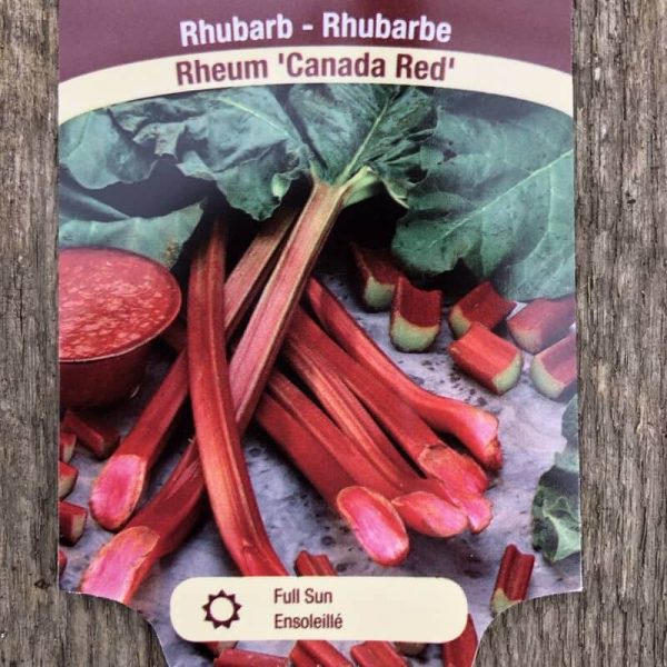Rhubarbe Canada red
