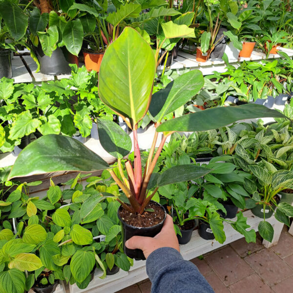 Philodendron Congo Rojo