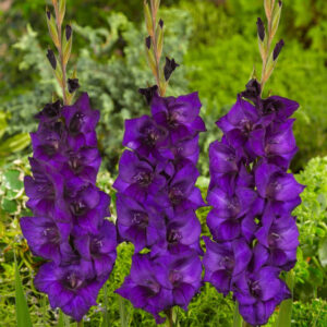 Bulbe Glaieul Purple Flora