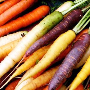 carotte iplant