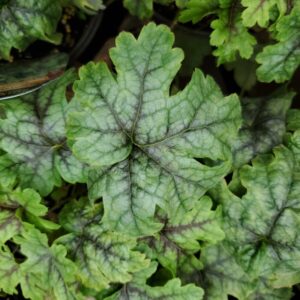 Heuchera Tapestry