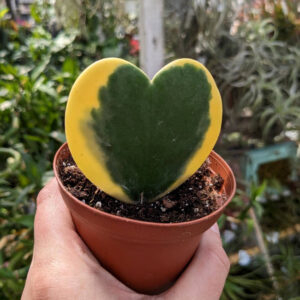Hoya Kerrii Variegata