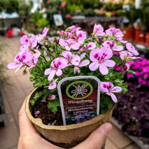 Géranium Mosquitaway Lemona