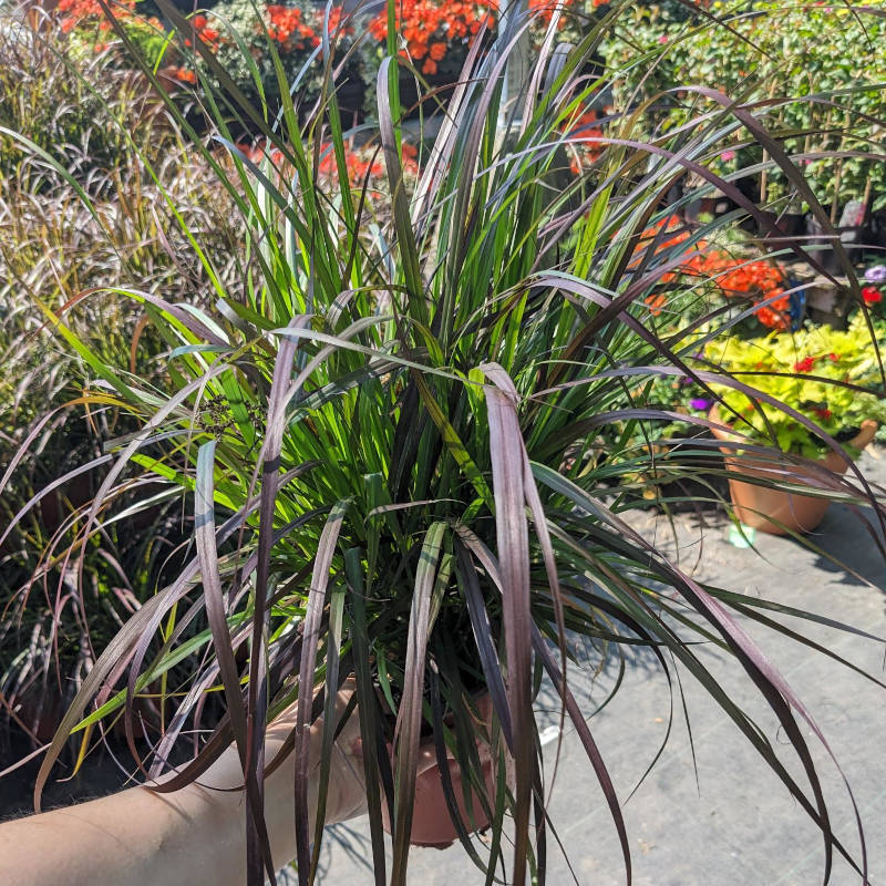 Pennisetum Rubrum – Image 2