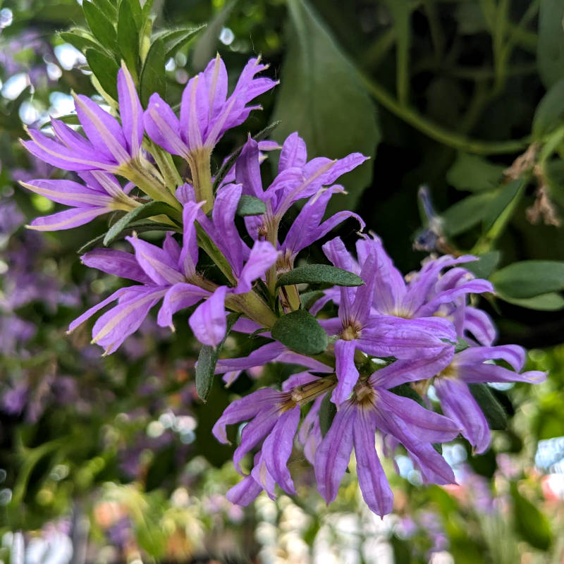 Scaevola