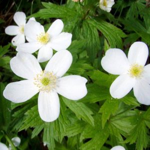 anemone canada