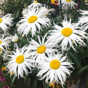 chrysantemum sweet daisy