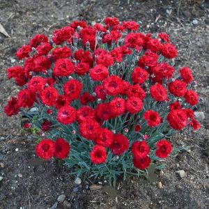 dianthus maraschino