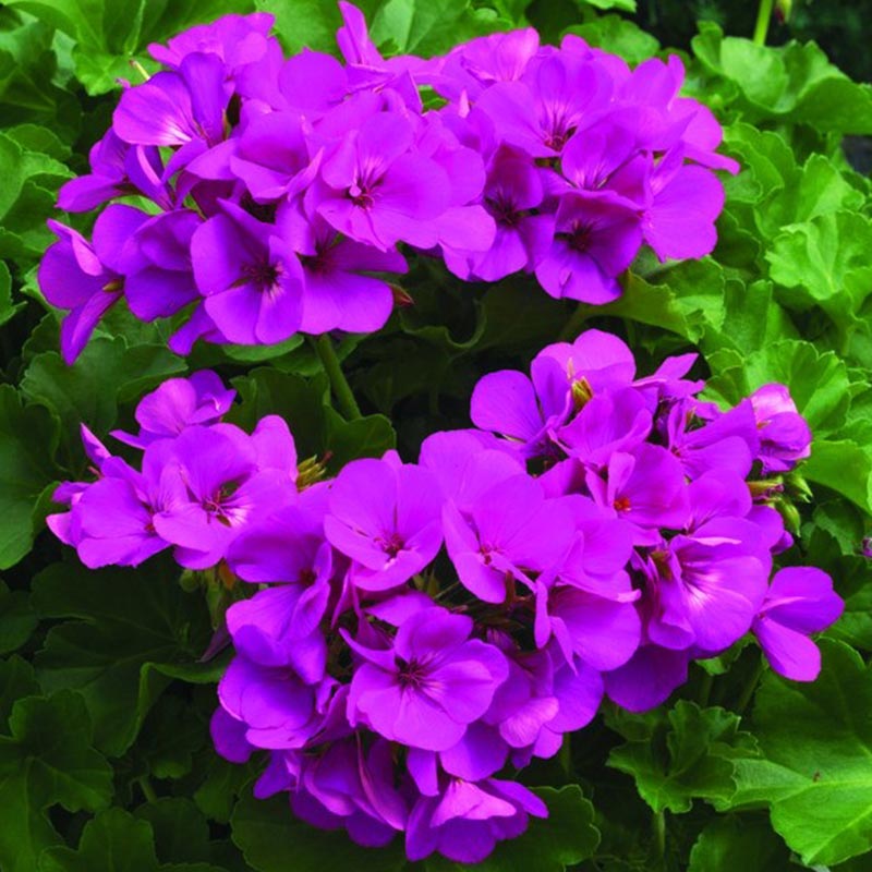 geranium eleanos