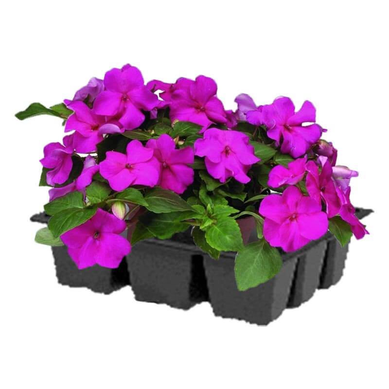 impatiens classique