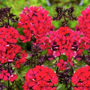 phlox Red Flame