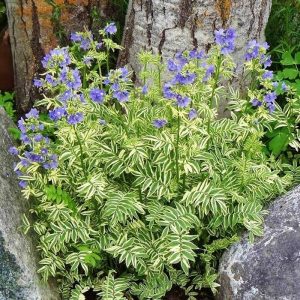 pulemonium