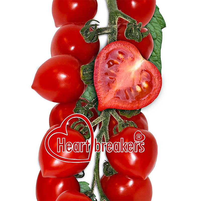 tomate heart breakers