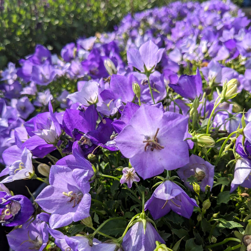 Campanula Rapido Blue