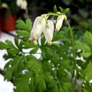 Dicentra Aurora
