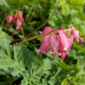 Dicentra Luxuriant