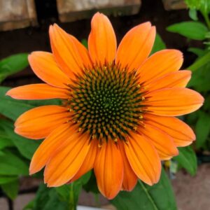 Echinacea Cheyenne Spirit