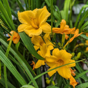 Hemerocallis Stella de Oro