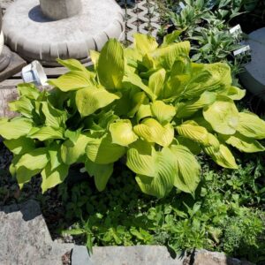 Hosta Guacamole
