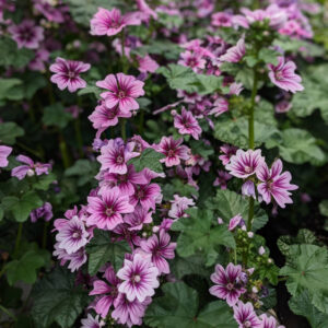 Malva Zebrina