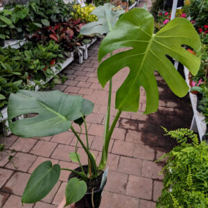 Monstera Deliciosa