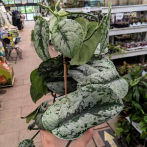 Pothos Silver Satin
