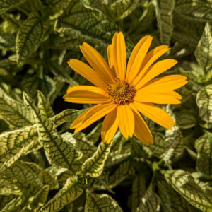 Heliopsis Sunstruck