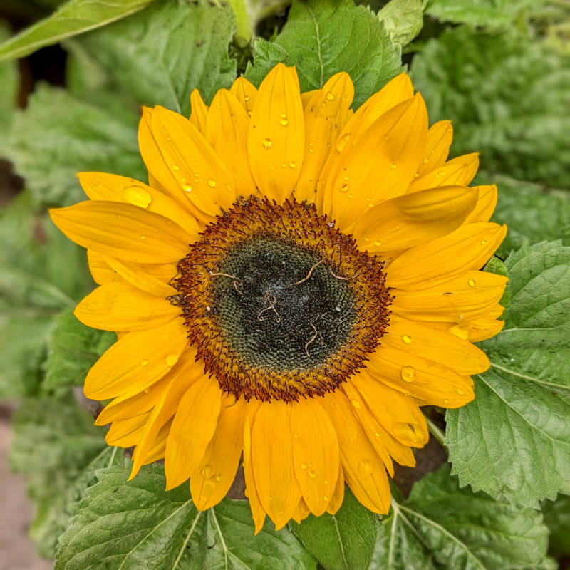 Tournesol Smiley