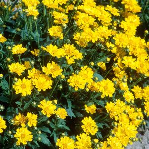 coreopsis jethro tull