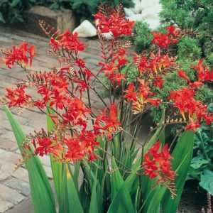 crocosmia