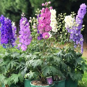 delphinium magic