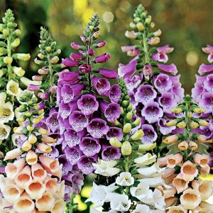 digitalis dalmatian