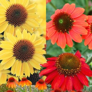 echinacea assorties