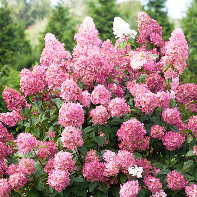 Are Pink Diamond Hydrangeas Invasive? – WYLC