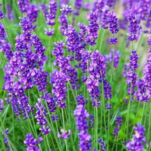 lavande essence purple